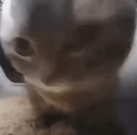 Chipi Chipi Chapa Chapa