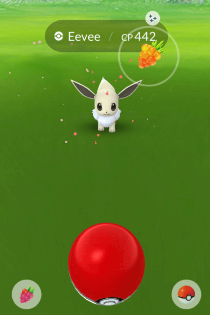 encounter and catch wild shiny eevee